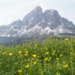 Fioriture di primavera in montagna