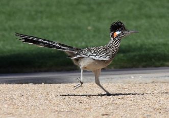 Road-runner-beep-beep
