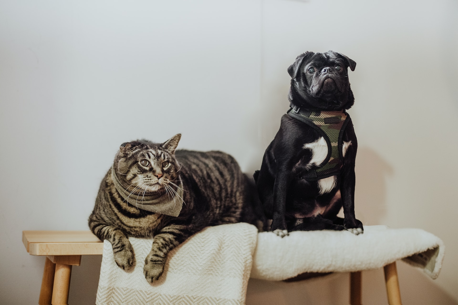 10 buoni motivi per adottare un animale da compagnia
