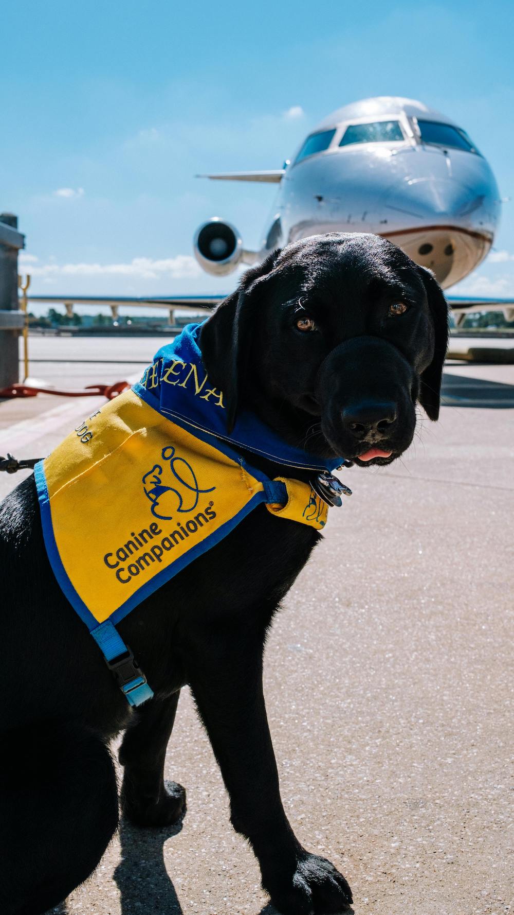 cane-aereo