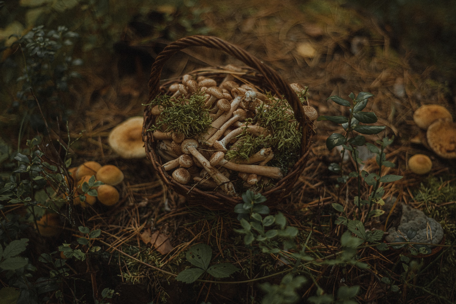 Iniziare ad andare a funghi: la guida per principianti