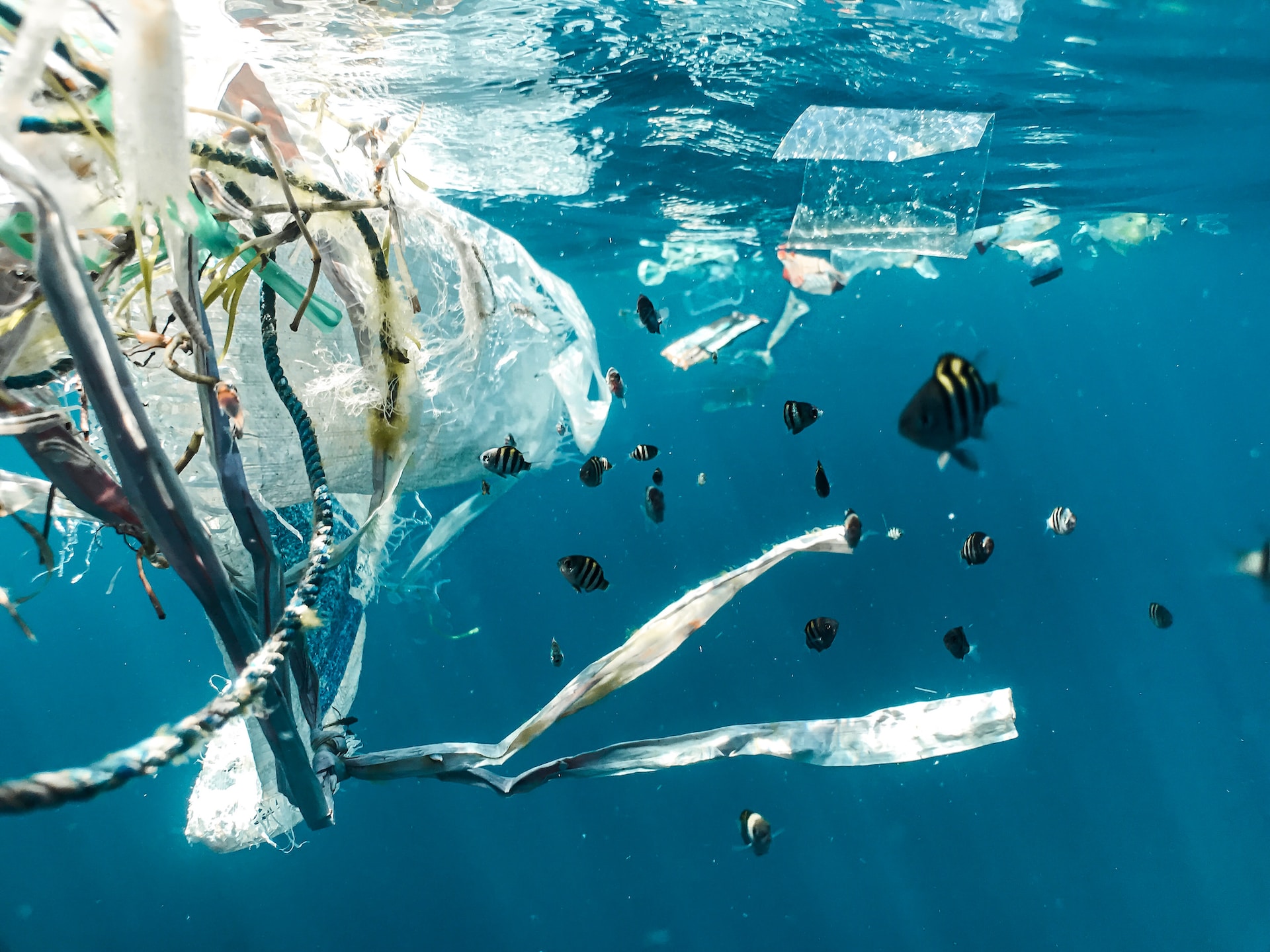 Microplastiche nel cibo: il rischio delle contaminazioni alimentari