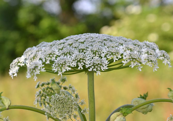 Heracleum mantegazzianum, la pianta molto pericolosa che puoi trovare sui sentieri nei boschi e lungo i fiumi
