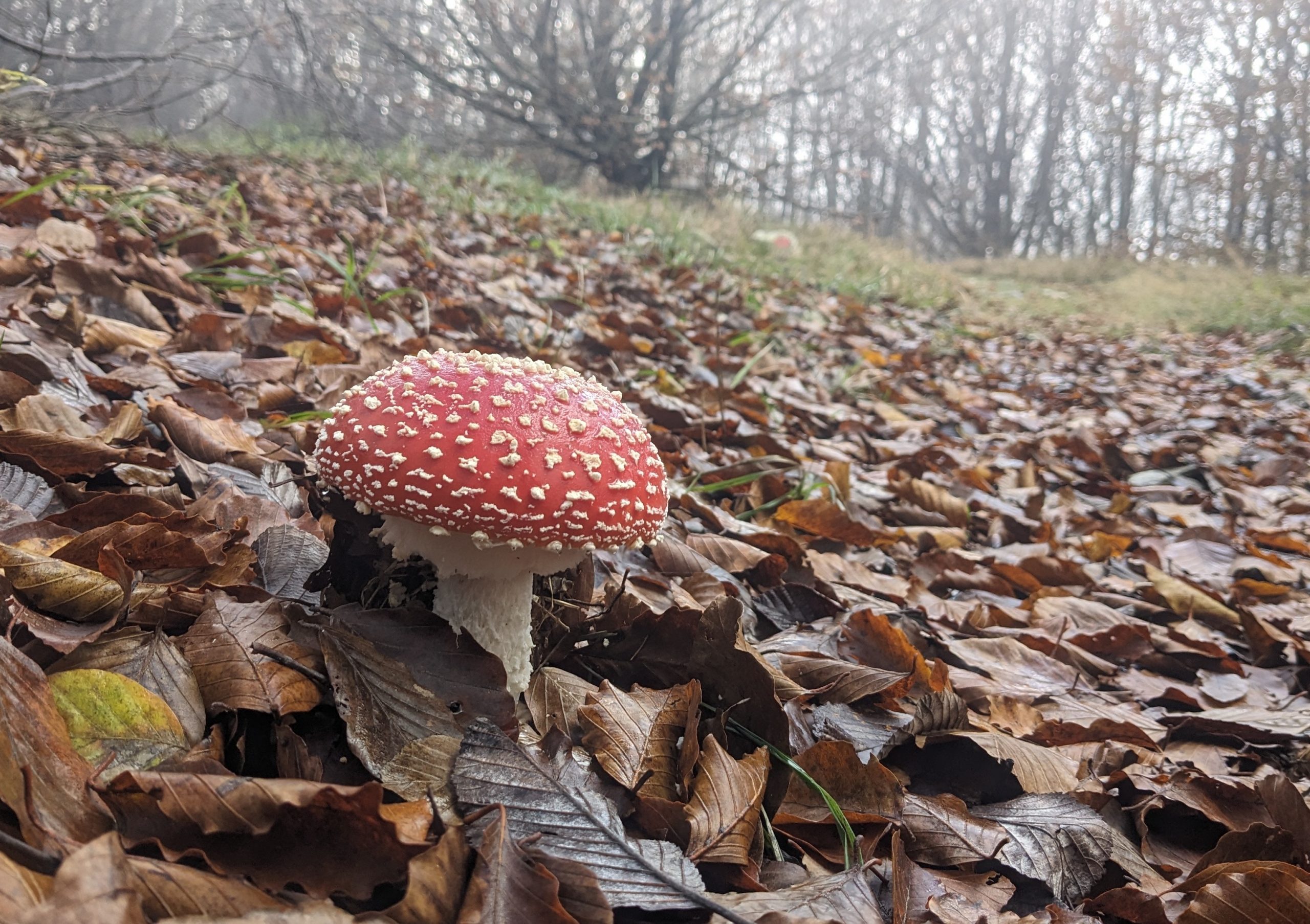 beigua-funghi