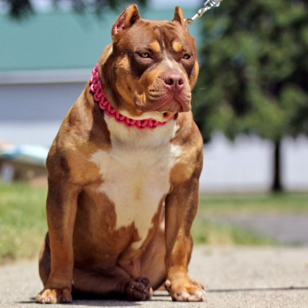 In Inghilterra vogliono mettere fuori legge i PitBull XL ovunque e per sempre