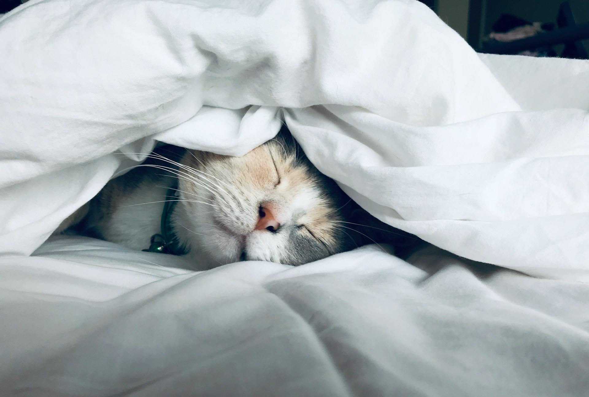 I gatti non sono stupidi. È solo che non li capiamo