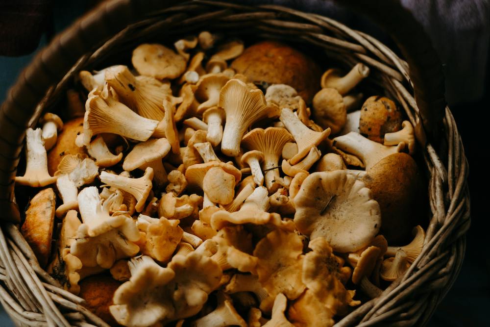 funghi-bosco
