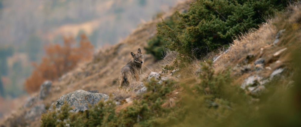 wolf within