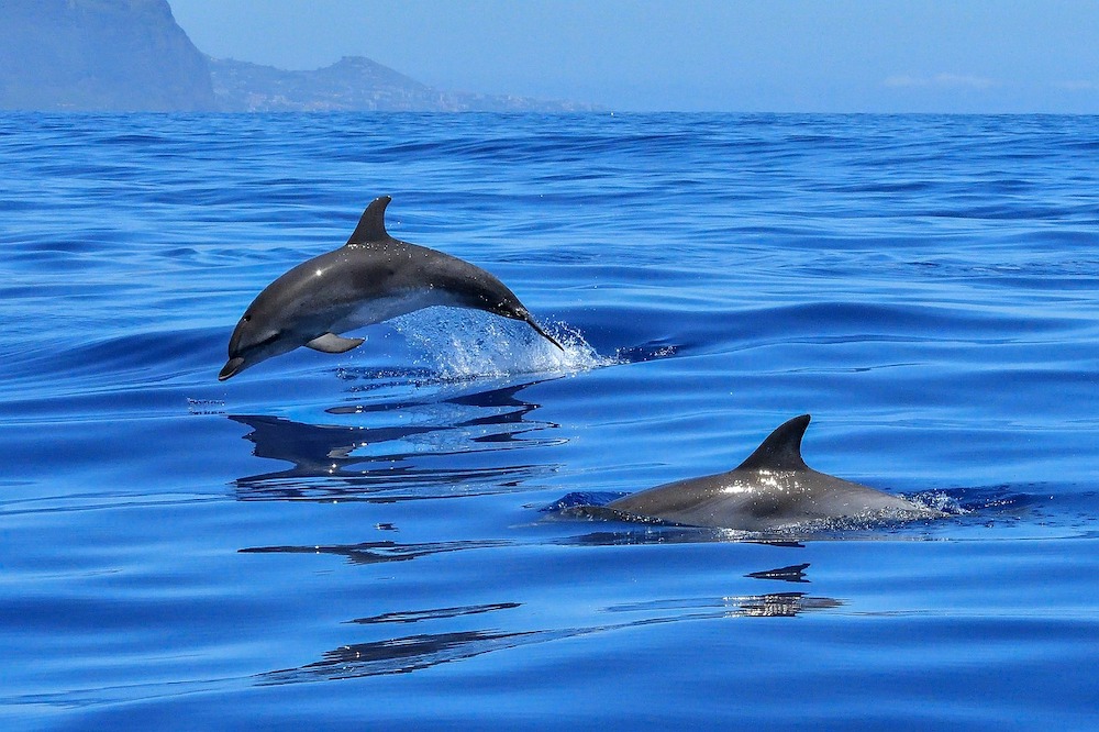 whale watching