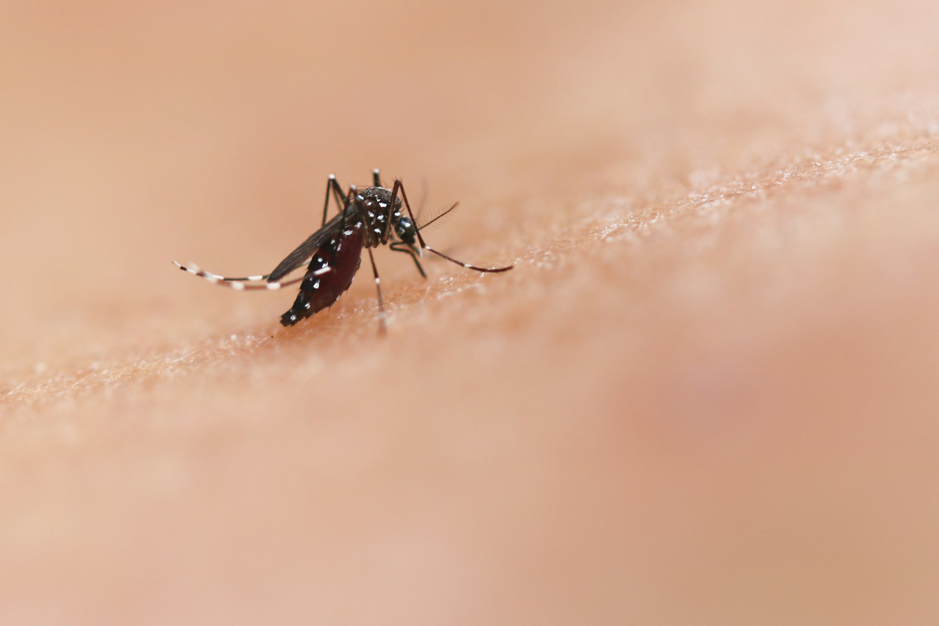 Non rischiare con le zanzare, così puoi proteggerti in modo naturale