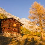 Foliage in Valtellina