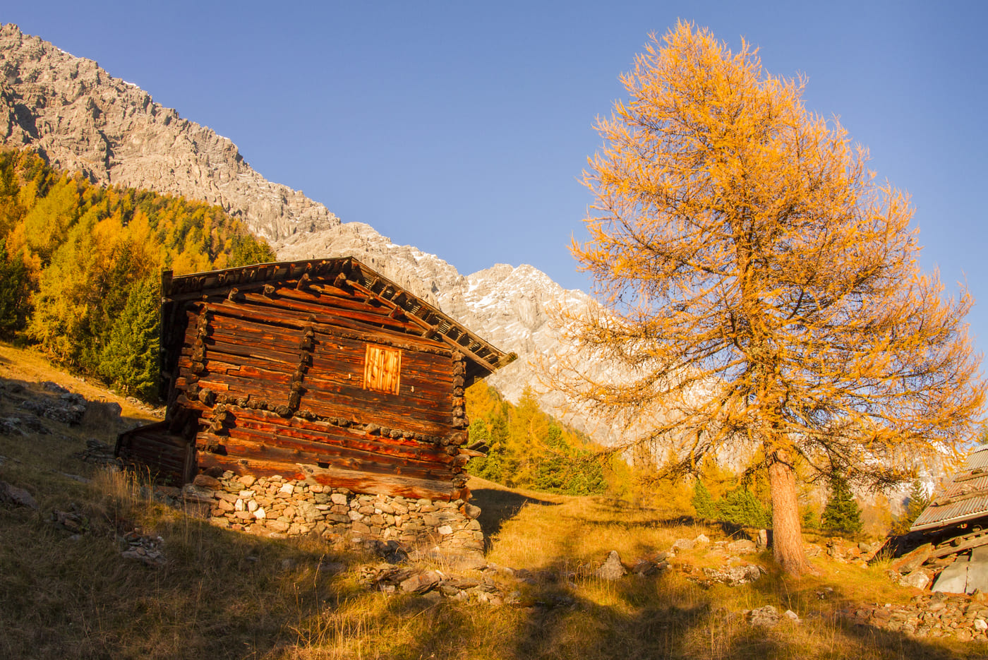 Foliage in Valtellina