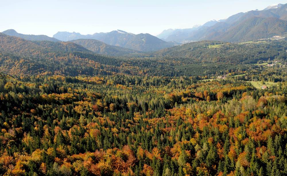 Tarvisiano_autunno_bosco_alberi_DSC_5381
