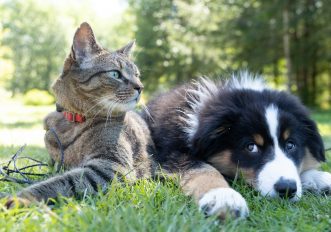 Cani e gatti che vanno d'accordo