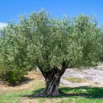 7 borghi liguri dell’olio