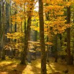 Foresta Umbra