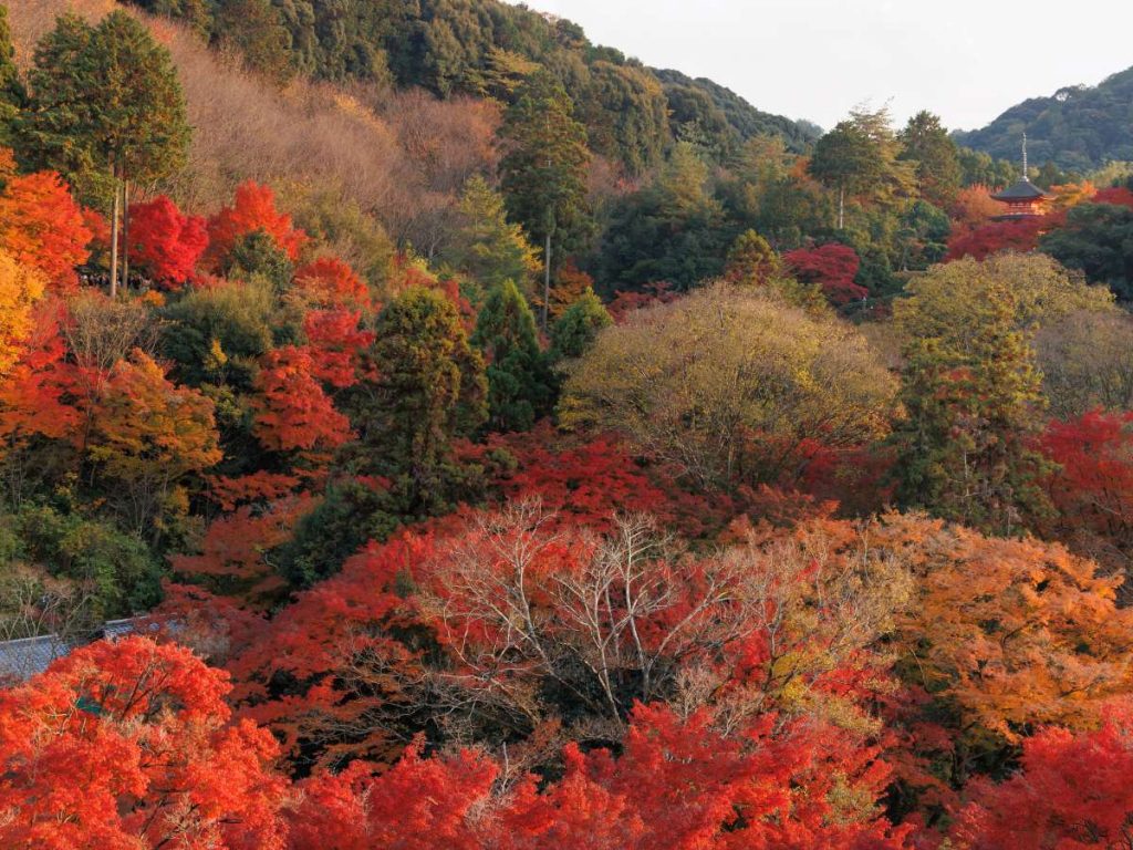 Kyoto, Capitale dell'autunno