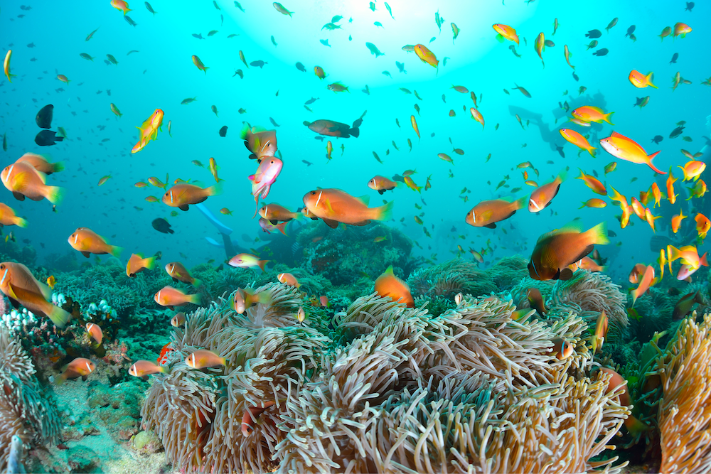 maldive-autunno-voli