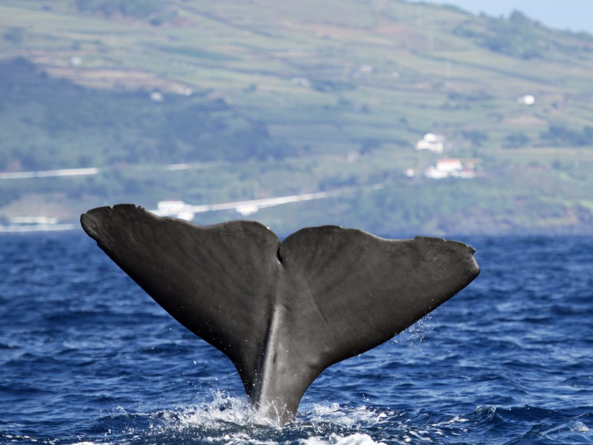 Avvistamento cetacei a Pico