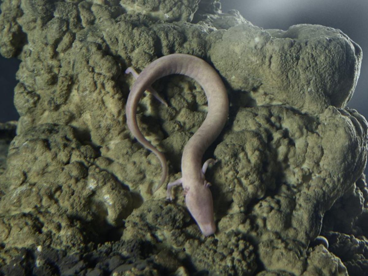 Proteo, Grotte di Postumia
