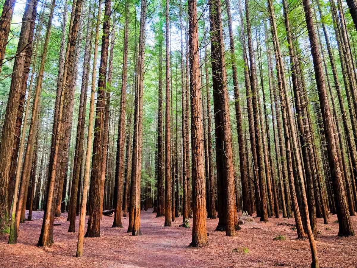 Redwoods Whakarewarewa Forest, Nuova Zelanda