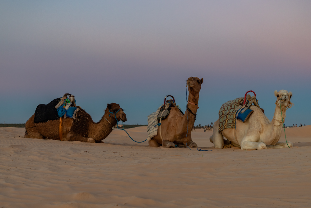 douz-tunisia