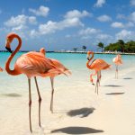 Aruba