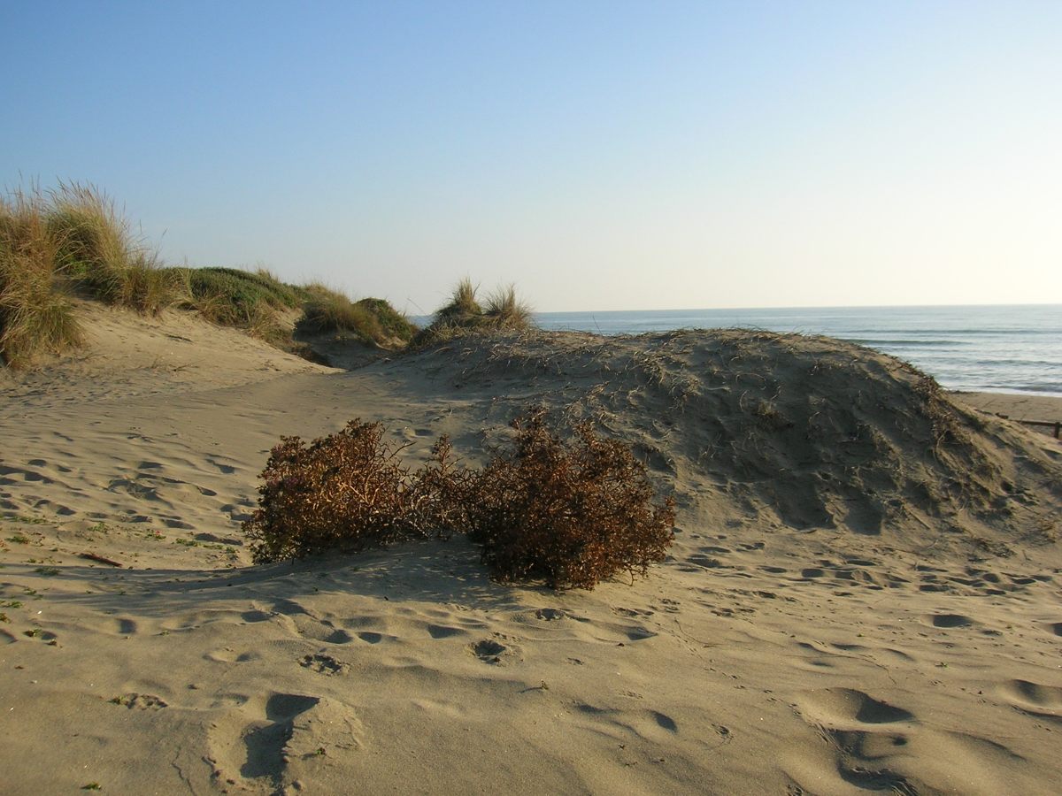 Dune di Capocotta, Lazio