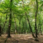 Foresta Hoia-Baciu