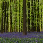 Hallerbos