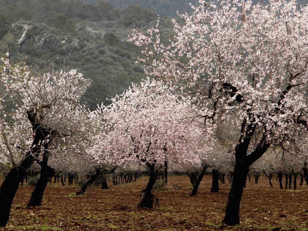 Mandorli in fiore a Maiora