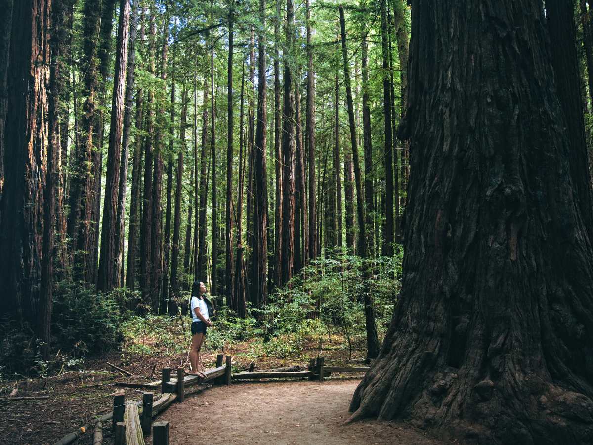 Armstrong Redwoods State Natural Reserve, California
