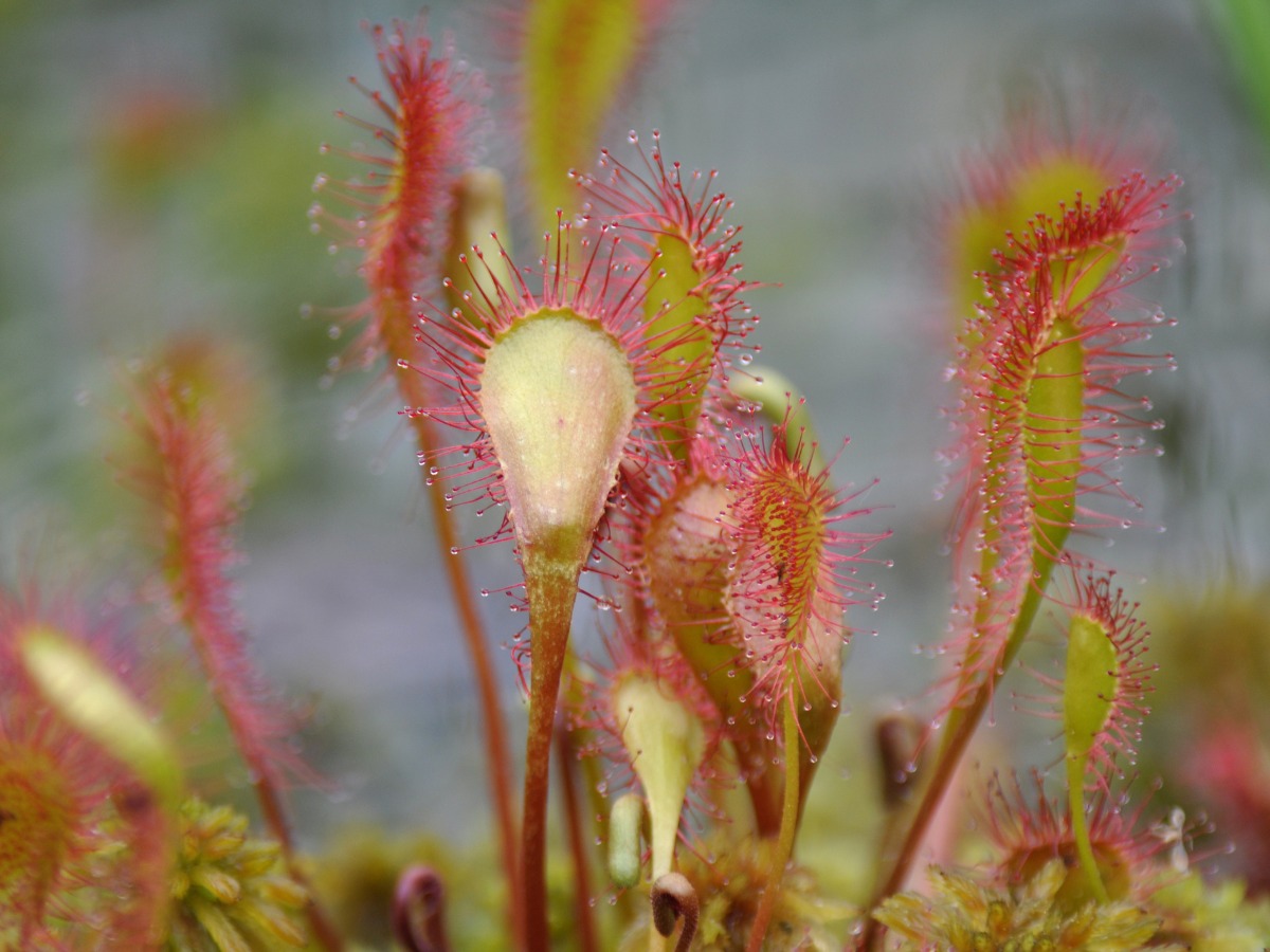 Drosera rotundifolia, Alto Adige