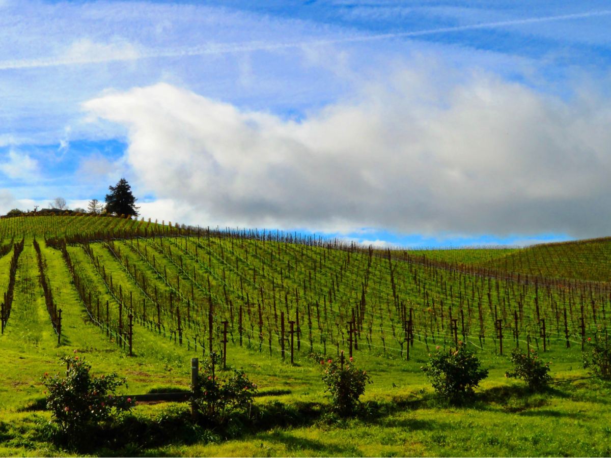Sonoma, Los Carneros: Windows XP oggi
