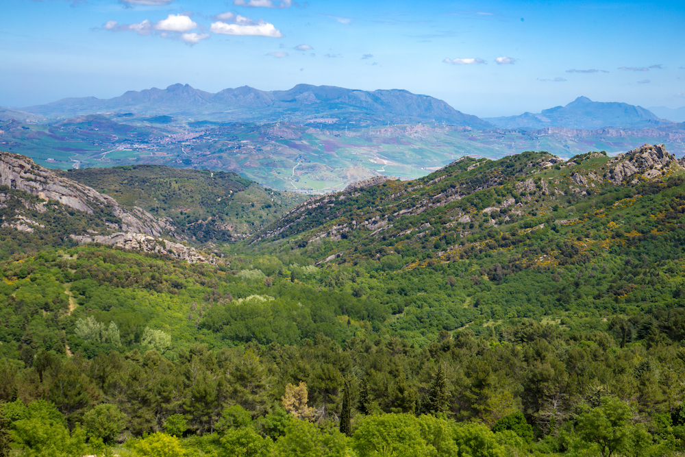 foresta-ficuzza