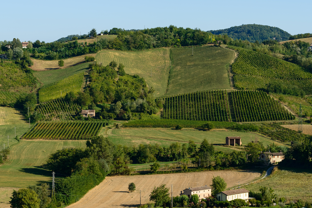 tidone-vigneti
