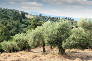 presicce-campagna