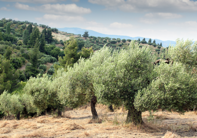 presicce-campagna