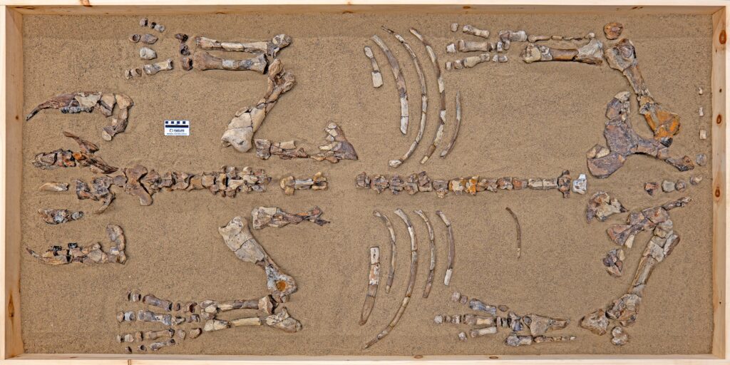 Epiaceratherium-itjilik-Layout-WITH-SCALE-4000x2000-Horizontal-1-1024x512