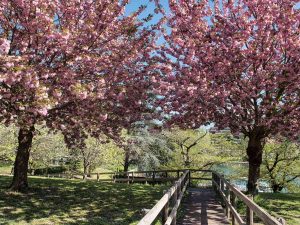 Hanami a Roma 2026