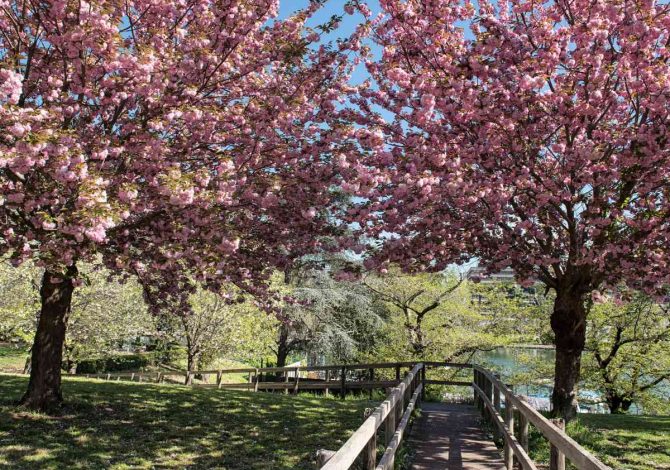 Hanami a Roma 2026