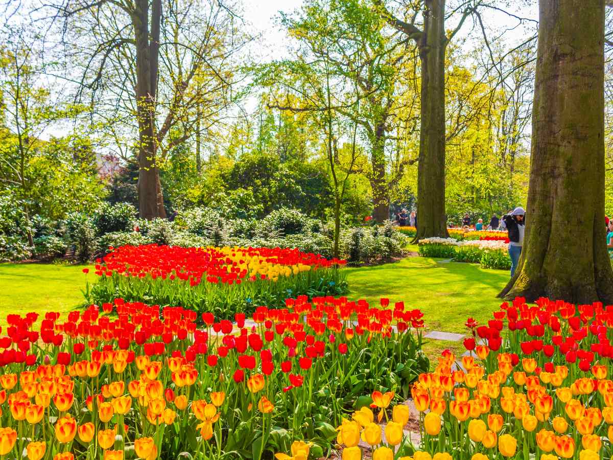 Keukenhof, il giardino più amato d'Europa