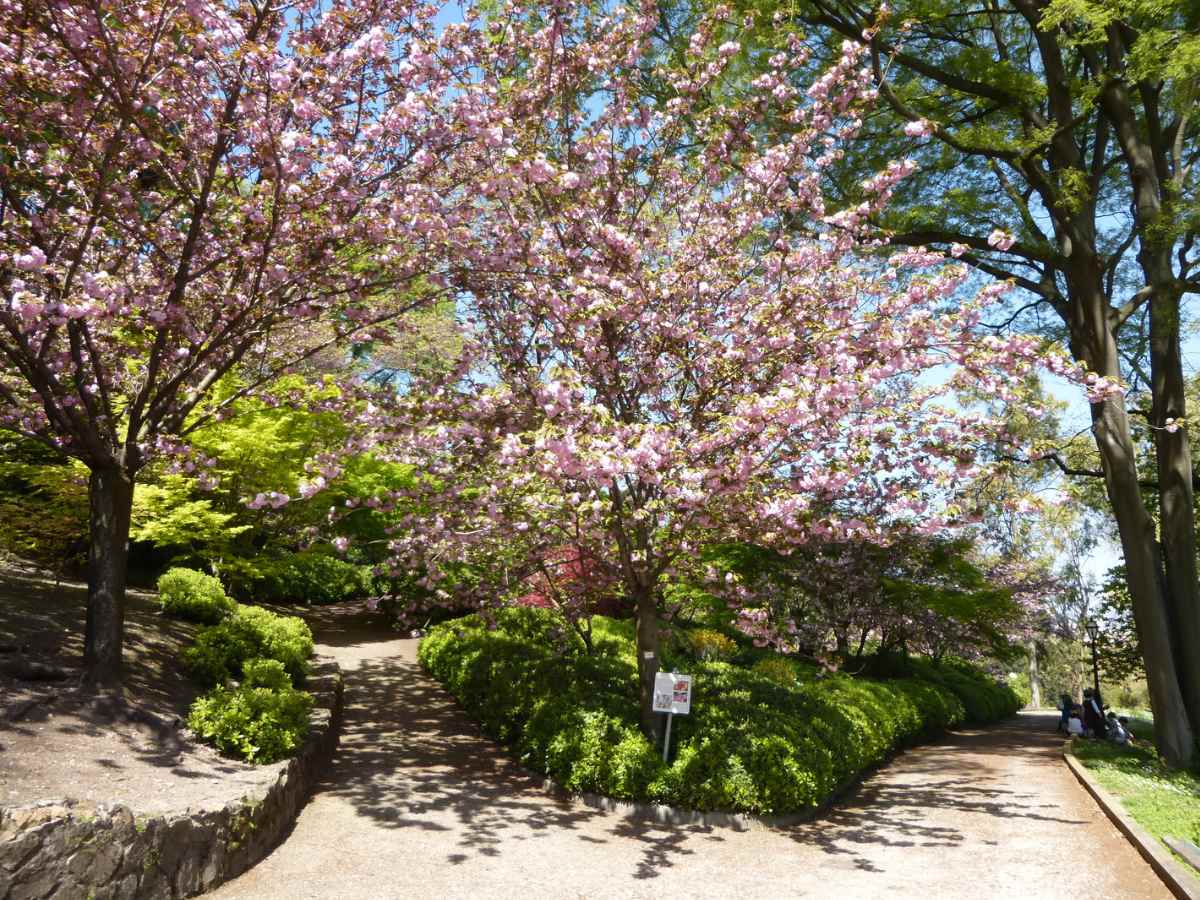 L'Orto Botanico di Roma per l'Hanami