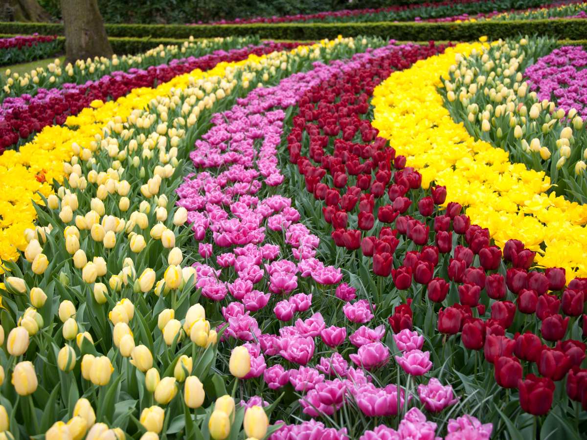Il meraviglioso Parco Keukenhof