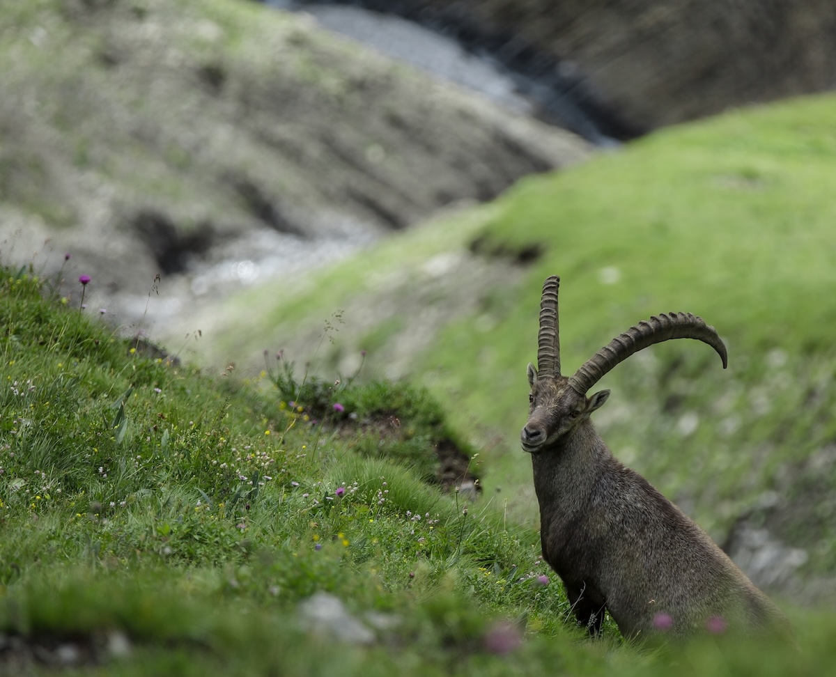 Valtellina-fauna-marzo-Parco-Stelvio_Bogna-Sudolska