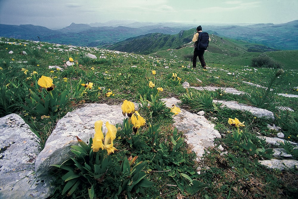 Bosco_della_Ficuzza