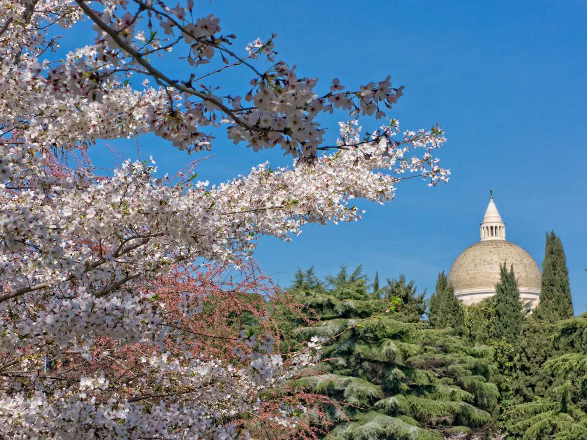 I Sakura di Roma all'EUR