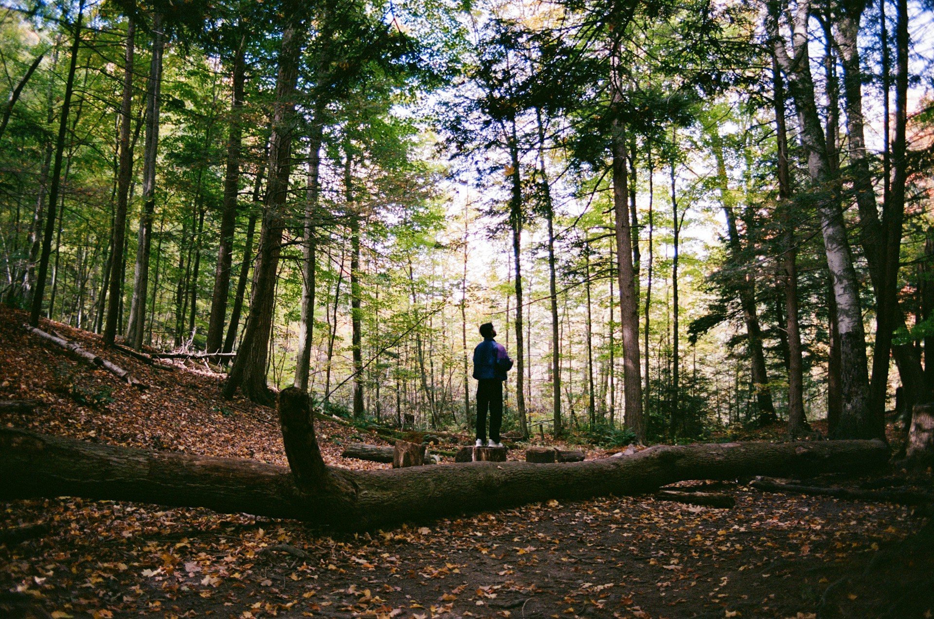 Forest bathing