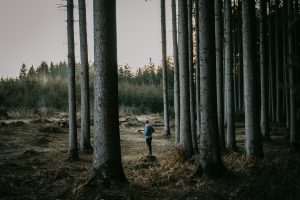 Forest bathing