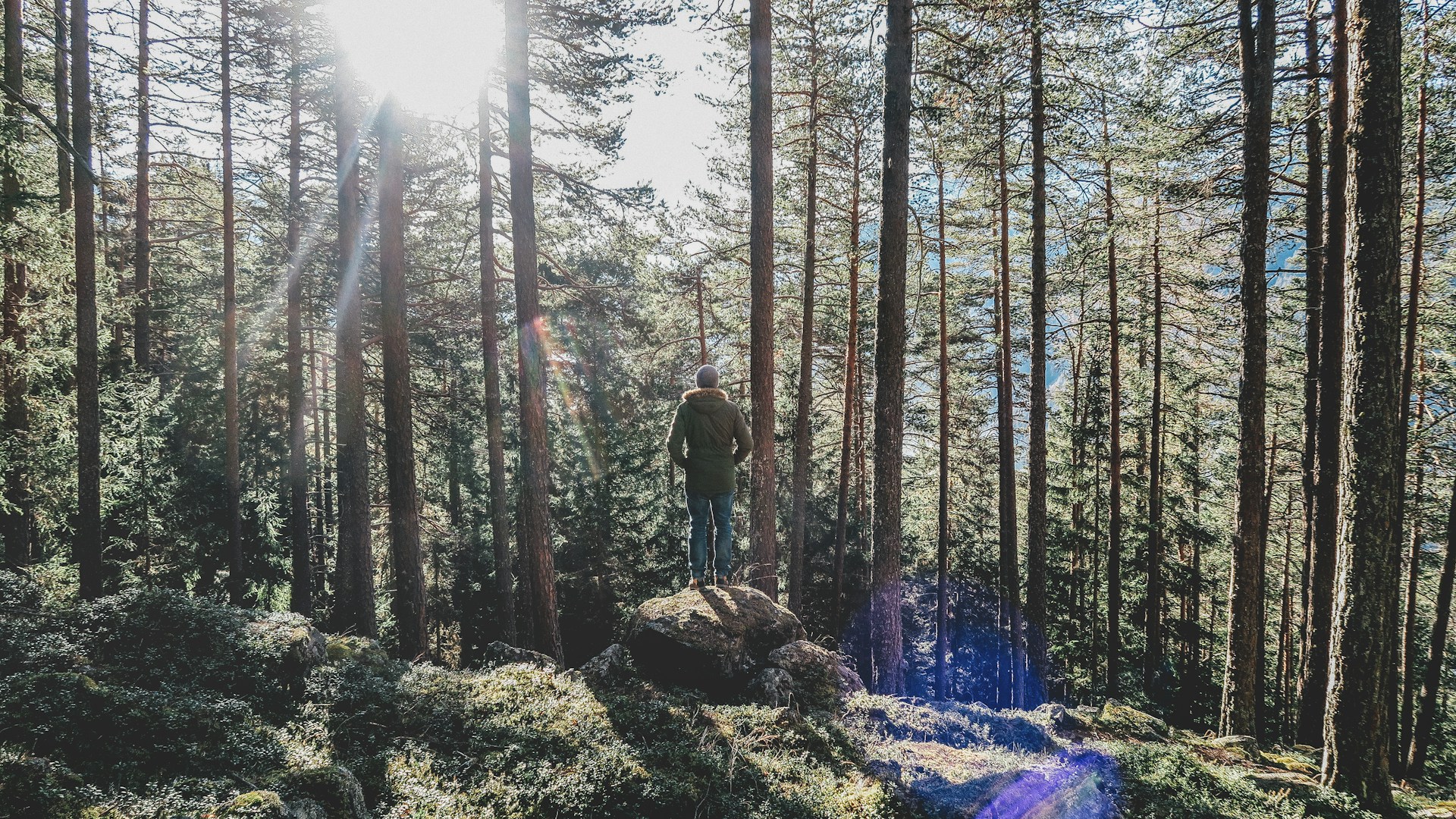 Forest bathing